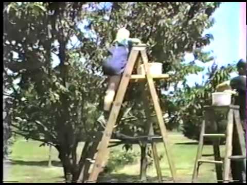 Dustin, Tyler & Dad Picking Cherries