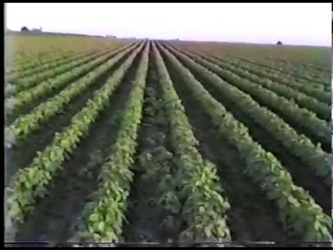 Looking at Corn/Beans on the Gland Farm 1987