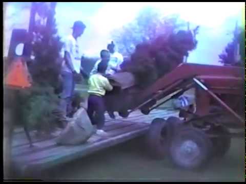 Moving Dug Trees at the Farm