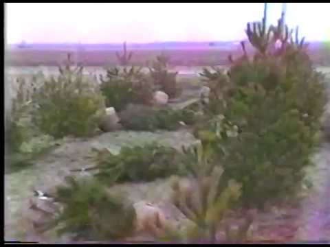 Planting Windbreak at Farm